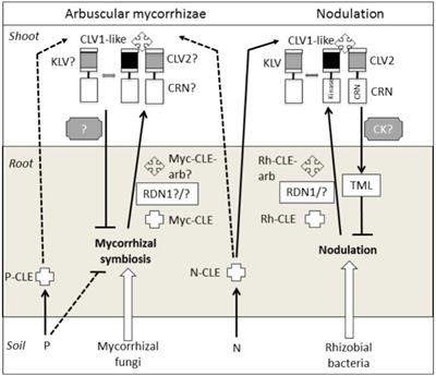 The Art of Self-Control – Autoregulation of Plant–Microbe Symbioses